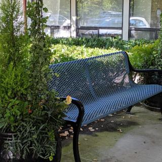 A blue bench surrounded by lush greenery, inviting a moment of tranquility.