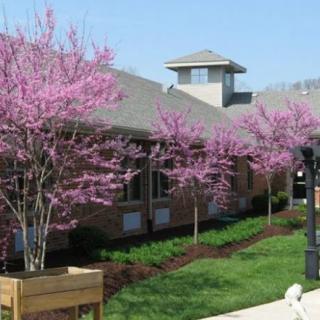 Pink blossoming trees in front of a building during spring.