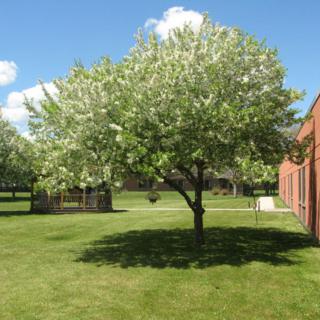 A blossoming tree stands on a sunny lawn against a blue sky.