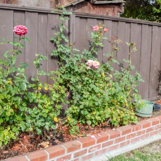 A garden with blooming roses next to a wooden fence.