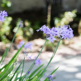A close-up view of purple flowers blooming in a garden.