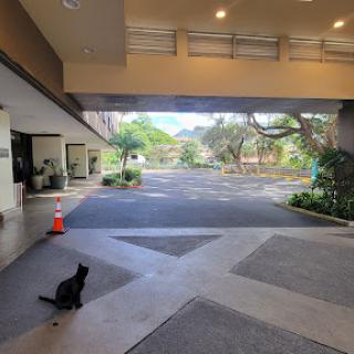 A cat lounging near the entrance of a building, overlooking a quiet parking area.
