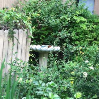 A lush garden with a birdbath surrounded by vibrant greenery.
