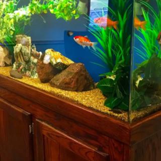 A well-maintained aquarium with goldfish, plants, and rocks on a wooden cabinet.