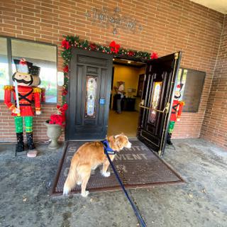 A dog stands at the entrance of a building adorned with holiday decorations and nutcracker figures.