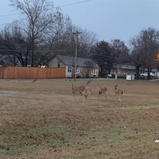 Callaway Nursing Home