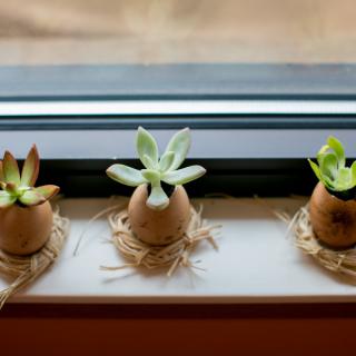 Succulents in egg-shaped pots displayed on a window sill.