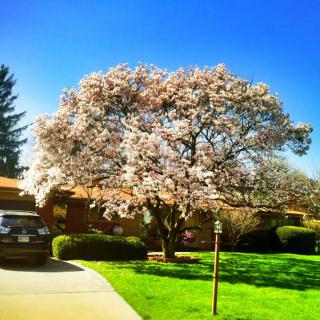 Bloomfield Villa