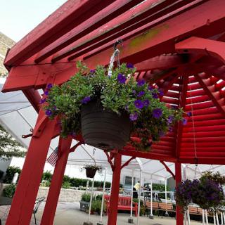A vibrant display of hanging purple flowers on a striking red gazebo in an outdoor setting.