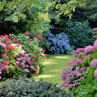 A lush garden filled with vibrant hydrangeas and greenery.