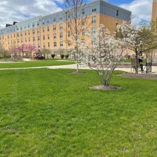 A view of a campus with green grass and blooming trees under a cloudy sky.