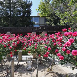 A vibrant garden filled with blooming red roses under a sunny sky.