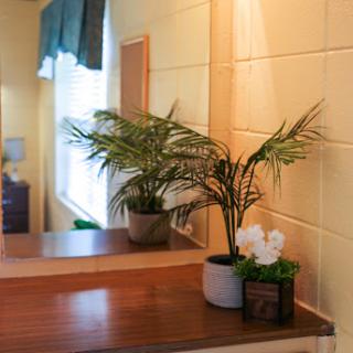 A cozy interior setup featuring decorative plants on a wooden surface.