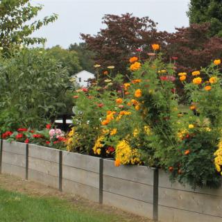 A vibrant garden with various colorful flowers growing in a raised bed.