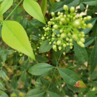 A close-up of green leaves and buds, showcasing the beauty of nature in bloom.