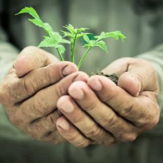 Nurturing new life: hands cradle a young plant, symbolizing growth and care for the environment.