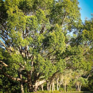 A lush green tree stands majestically under a clear blue sky, showcasing the beauty of nature.