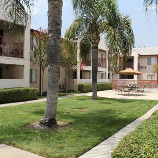 A view of an apartment complex with palm trees and landscaped grass surrounding outdoor seating areas.