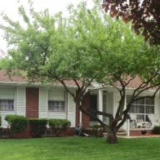 A suburban house with a front lawn and a tree.