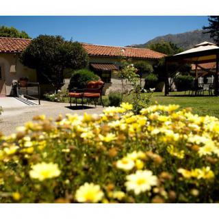 A sunny day in a garden with blooming yellow flowers and a rustic building in the background.