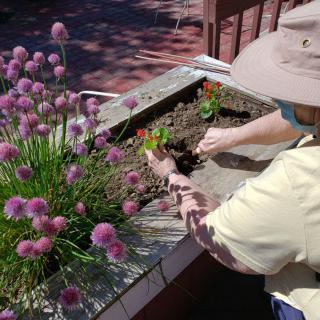 A person gardening, planting flowers in an outdoor planter on a sunny day.