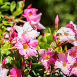A vibrant cluster of pink flowers blooming amidst lush green foliage.