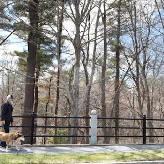 A person walking their dog along a path surrounded by trees.