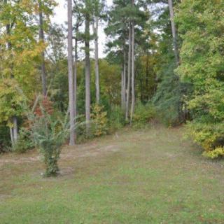 A serene view of a grassy area surrounded by tall trees in a forest setting.