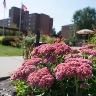 A vibrant display of pink flowers in a sunny garden, with buildings and flags in the background.