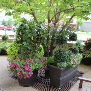 A vibrant arrangement of potted plants and flowers surrounding a tree in an outdoor setting.