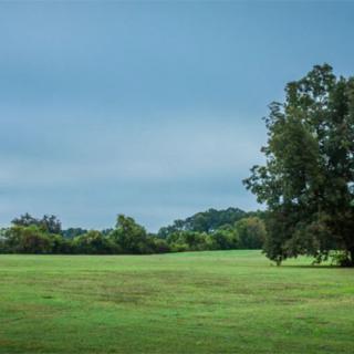 A serene landscape featuring a vast green field with a solitary tree and a cloudy sky.
