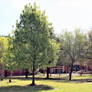 A peaceful park scene with lush green trees and a building in the background under bright sunlight.
