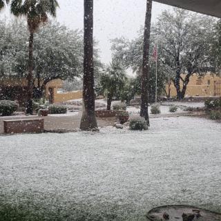 Snowfall covering the ground and palm trees.