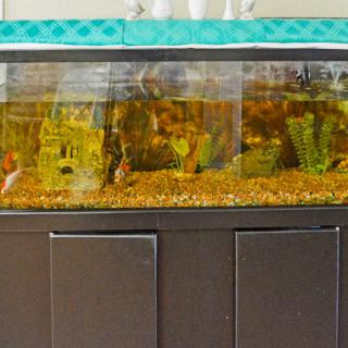 A home aquarium with decorative plants and a castle ornament.