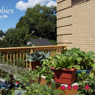 A sunny balcony garden with various vegetables and plants.