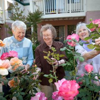 A group of seniors enjoying gardening together, surrounded by vibrant flowers.