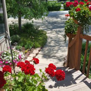 A vibrant garden pathway lined with red and pink flowers.