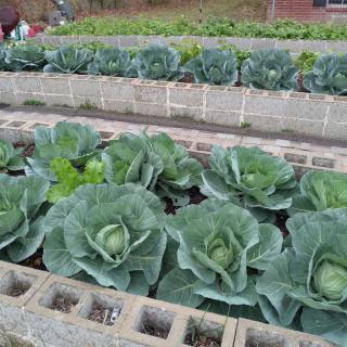 A lush vegetable garden with cabbages growing in raised concrete beds.