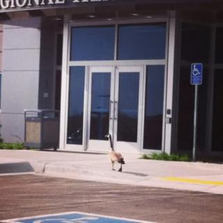 A goose stands outside the entrance of a building near a parking lot.
