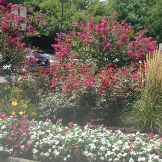 A vibrant garden filled with blooming flowers and lush shrubs.
