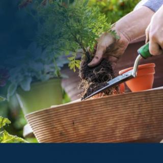A person is engaged in gardening, using a trowel to plant a small shrub into a pot.