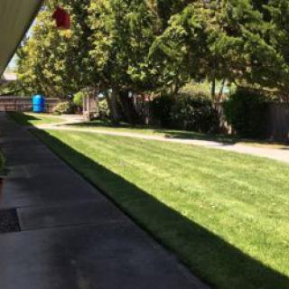 A neatly maintained lawn with a pathway and trees lining the side.