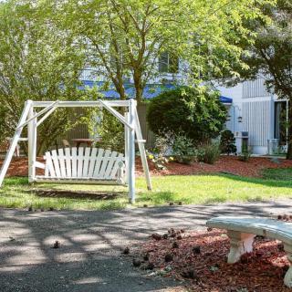 Tranquil garden with a swing and bench under the shade of trees.