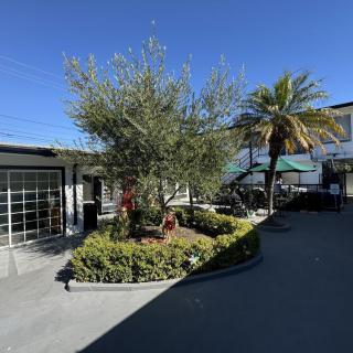 A small courtyard with greenery, featuring a palm tree and other plants surrounded by buildings under a clear blue sky.