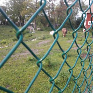 A view of a grassy field through a green chain-link fence.