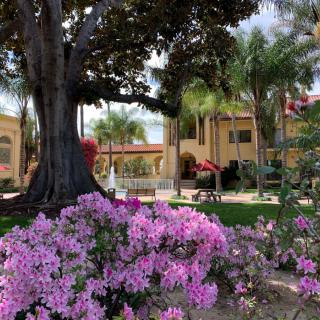 A serene garden setting with vibrant pink flowers and tall palm trees surrounding a building.
