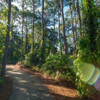 A serene forest path bathed in sunlight.