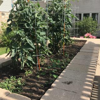 A sunny raised vegetable garden with tall tomato plants beside a house.