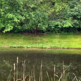 A peaceful pond surrounded by lush greenery and trees.