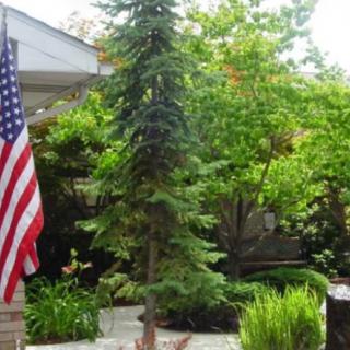 A serene garden with lush greenery and a prominently displayed American flag.